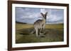 Eastern Gray Kangaroo in Australia's Murramarang National Park-Paul Souders-Framed Photographic Print