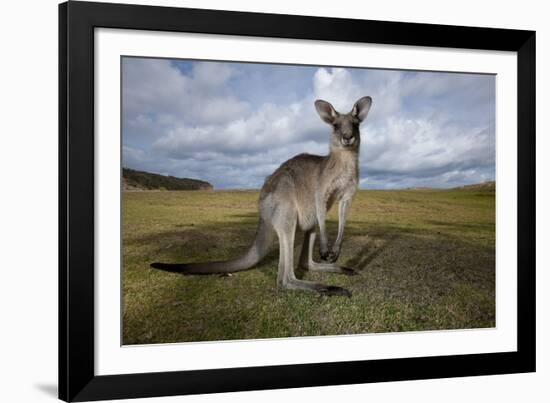 Eastern Gray Kangaroo in Australia's Murramarang National Park-Paul Souders-Framed Photographic Print