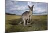 Eastern Gray Kangaroo in Australia's Murramarang National Park-Paul Souders-Mounted Photographic Print