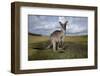 Eastern Gray Kangaroo in Australia's Murramarang National Park-Paul Souders-Framed Photographic Print