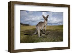 Eastern Gray Kangaroo in Australia's Murramarang National Park-Paul Souders-Framed Photographic Print