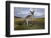 Eastern Gray Kangaroo in Australia's Murramarang National Park-Paul Souders-Framed Photographic Print