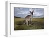 Eastern Gray Kangaroo in Australia's Murramarang National Park-Paul Souders-Framed Photographic Print