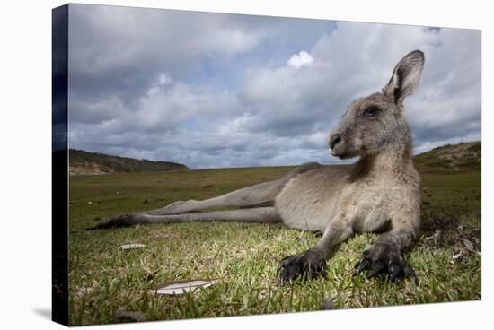 Eastern Gray Kangaroo in Murramarang National Park-Paul Souders-Stretched Canvas