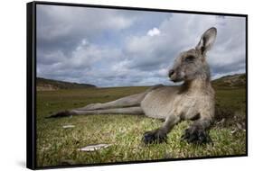 Eastern Gray Kangaroo in Murramarang National Park-Paul Souders-Framed Stretched Canvas