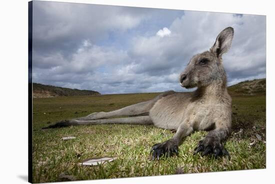 Eastern Gray Kangaroo in Murramarang National Park-Paul Souders-Stretched Canvas