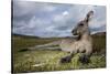 Eastern Gray Kangaroo in Murramarang National Park-Paul Souders-Stretched Canvas