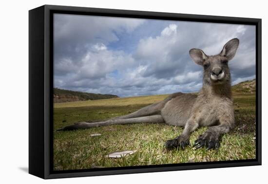 Eastern Gray Kangaroo in Murramarang National Park-Paul Souders-Framed Stretched Canvas