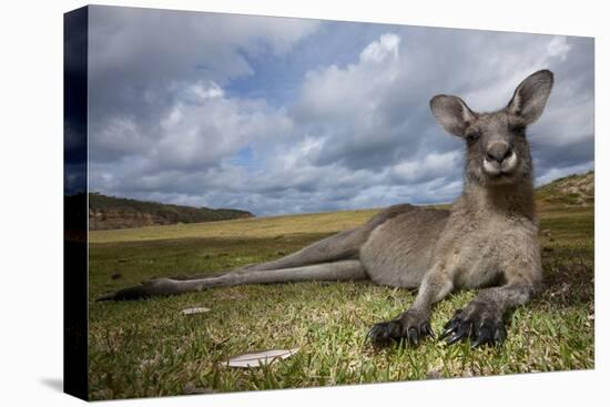 Eastern Gray Kangaroo in Murramarang National Park-Paul Souders-Stretched Canvas