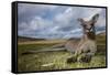 Eastern Gray Kangaroo in Murramarang National Park-Paul Souders-Framed Stretched Canvas