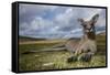 Eastern Gray Kangaroo in Murramarang National Park-Paul Souders-Framed Stretched Canvas