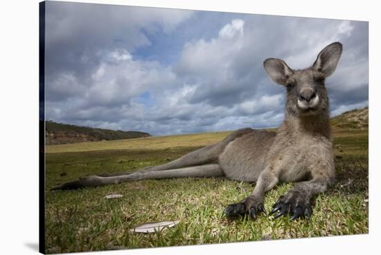 Eastern Gray Kangaroo in Murramarang National Park-Paul Souders-Stretched Canvas
