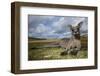 Eastern Gray Kangaroo in Murramarang National Park-Paul Souders-Framed Premium Photographic Print