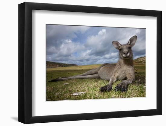 Eastern Gray Kangaroo in Murramarang National Park-Paul Souders-Framed Premium Photographic Print