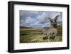 Eastern Gray Kangaroo in Murramarang National Park-Paul Souders-Framed Premium Photographic Print