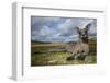 Eastern Gray Kangaroo in Murramarang National Park-Paul Souders-Framed Premium Photographic Print