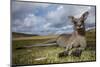 Eastern Gray Kangaroo in Murramarang National Park-Paul Souders-Mounted Premium Photographic Print