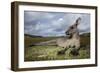 Eastern Gray Kangaroo in Murramarang National Park-Paul Souders-Framed Photographic Print