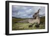 Eastern Gray Kangaroo in Murramarang National Park-Paul Souders-Framed Photographic Print