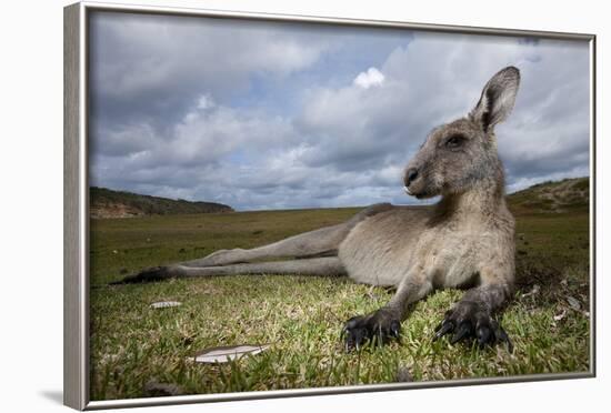 Eastern Gray Kangaroo in Murramarang National Park-Paul Souders-Framed Photographic Print