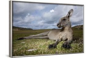 Eastern Gray Kangaroo in Murramarang National Park-Paul Souders-Framed Photographic Print