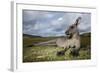 Eastern Gray Kangaroo in Murramarang National Park-Paul Souders-Framed Photographic Print