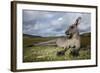 Eastern Gray Kangaroo in Murramarang National Park-Paul Souders-Framed Photographic Print