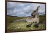 Eastern Gray Kangaroo in Murramarang National Park-Paul Souders-Framed Photographic Print