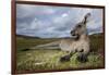 Eastern Gray Kangaroo in Murramarang National Park-Paul Souders-Framed Photographic Print