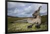 Eastern Gray Kangaroo in Murramarang National Park-Paul Souders-Framed Photographic Print