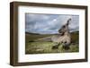 Eastern Gray Kangaroo in Murramarang National Park-Paul Souders-Framed Photographic Print