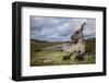 Eastern Gray Kangaroo in Murramarang National Park-Paul Souders-Framed Photographic Print