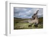 Eastern Gray Kangaroo in Murramarang National Park-Paul Souders-Framed Photographic Print