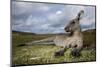 Eastern Gray Kangaroo in Murramarang National Park-Paul Souders-Mounted Photographic Print