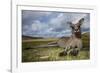 Eastern Gray Kangaroo in Murramarang National Park-Paul Souders-Framed Photographic Print