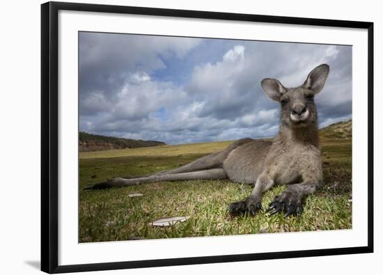 Eastern Gray Kangaroo in Murramarang National Park-Paul Souders-Framed Photographic Print