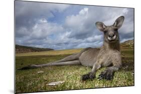 Eastern Gray Kangaroo in Murramarang National Park-Paul Souders-Mounted Photographic Print