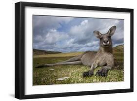 Eastern Gray Kangaroo in Murramarang National Park-Paul Souders-Framed Photographic Print