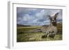 Eastern Gray Kangaroo in Murramarang National Park-Paul Souders-Framed Photographic Print