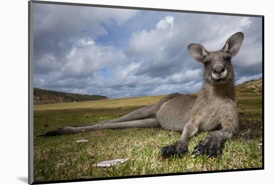 Eastern Gray Kangaroo in Murramarang National Park-Paul Souders-Mounted Photographic Print