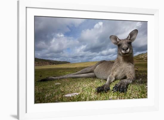 Eastern Gray Kangaroo in Murramarang National Park-Paul Souders-Framed Photographic Print