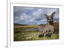 Eastern Gray Kangaroo in Murramarang National Park-Paul Souders-Framed Photographic Print