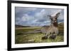 Eastern Gray Kangaroo in Murramarang National Park-Paul Souders-Framed Photographic Print