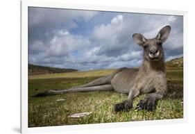 Eastern Gray Kangaroo in Murramarang National Park-Paul Souders-Framed Photographic Print