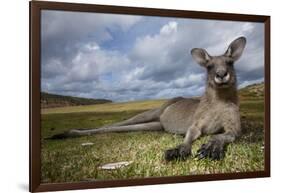 Eastern Gray Kangaroo in Murramarang National Park-Paul Souders-Framed Photographic Print