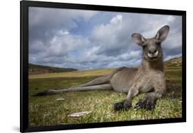 Eastern Gray Kangaroo in Murramarang National Park-Paul Souders-Framed Photographic Print