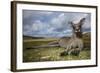 Eastern Gray Kangaroo in Murramarang National Park-Paul Souders-Framed Photographic Print