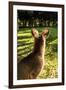 Eastern Gray Kangaroo, Queensland, Australia-Mark A Johnson-Framed Photographic Print