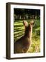 Eastern Gray Kangaroo, Queensland, Australia-Mark A Johnson-Framed Premium Photographic Print