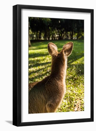 Eastern Gray Kangaroo, Queensland, Australia-Mark A Johnson-Framed Premium Photographic Print